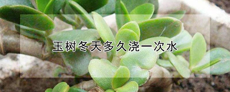 玉树冬天多久浇一次水 玉树夏天多久浇水一次