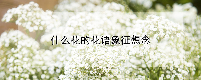 什么花的花语象征想念（花语表示思念的花有哪些）