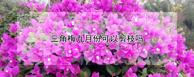 三角梅九月份可以剪枝吗 这个季节三角梅可以剪枝吗?