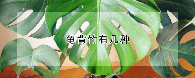龟背竹有几种(龟背竹有几种颜色)