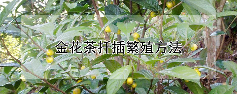 金花茶扦插繁殖方法（金花茶扦插苗几年开花）