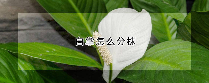 白掌怎么分株（白掌怎么分株视频）