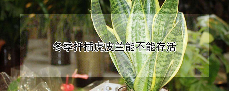 冬季扦插虎皮兰能不能存活 虎皮兰能扦插吗