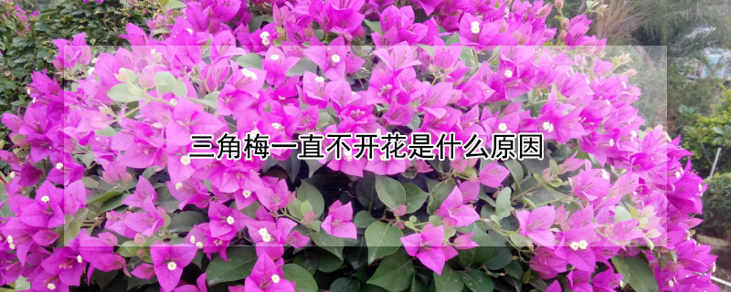 三角梅一直不开花是什么原因（三角梅不开花的原因）