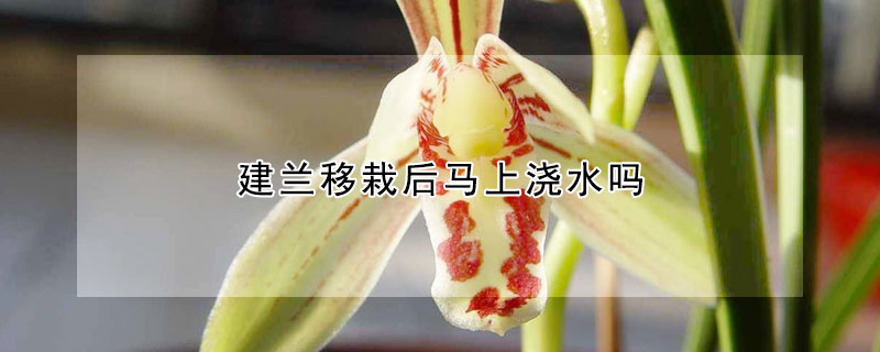 建兰移栽后马上浇水吗 建兰夏季多久浇水