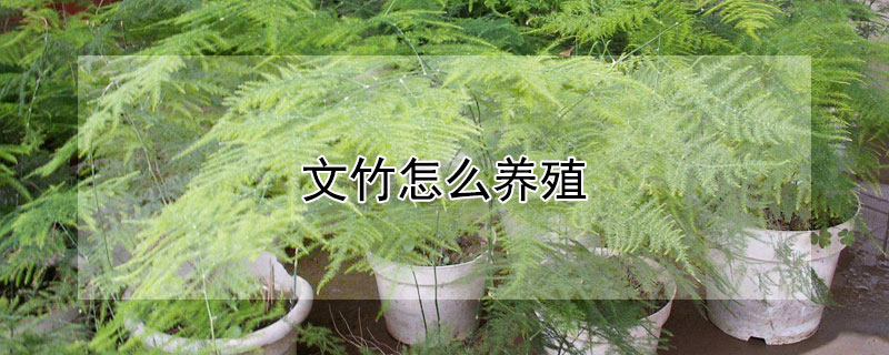 文竹怎么养殖 文竹怎么养才能更旺盛