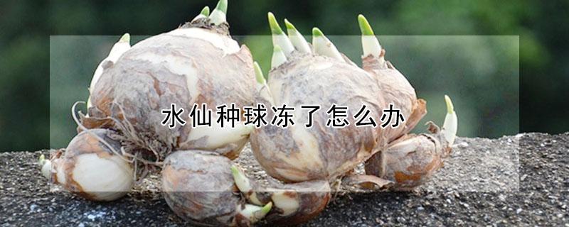 水仙种球冻了怎么办 水仙球冻了还能活吗