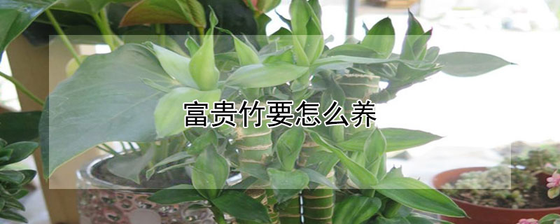 富贵竹要怎么养 买回的富贵竹要怎么养