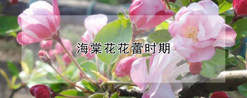 海棠花花蕾时期 海棠花什么时候孕蕾