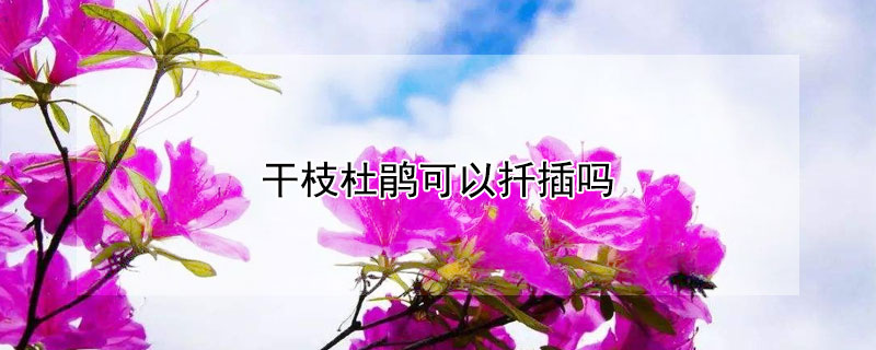 干枝杜鹃可以扦插吗 杜鹃能否扦插