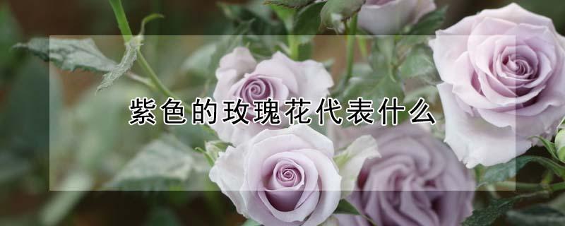 紫色的玫瑰花代表什么（紫色的玫瑰花代表什么意思）