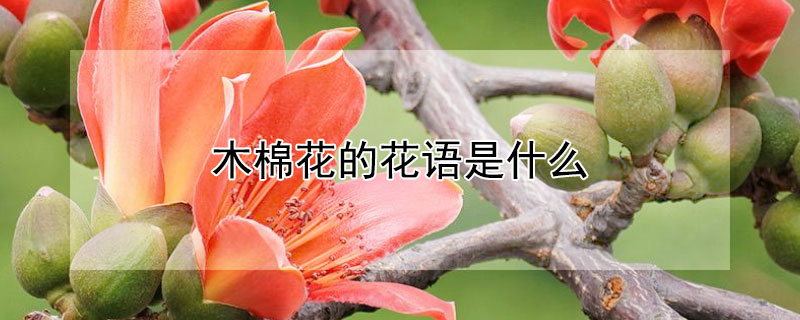 木棉花的花语是什么（木棉花的花语是什么意思）