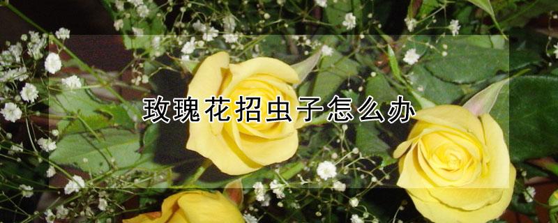 玫瑰花招虫子怎么办 玫瑰花有害虫怎么办