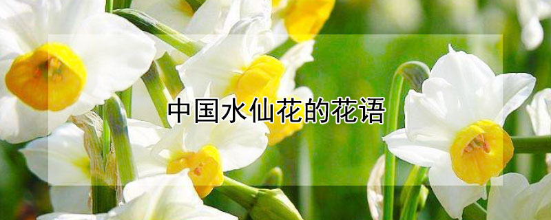 中国水仙花的花语 水仙花花花语