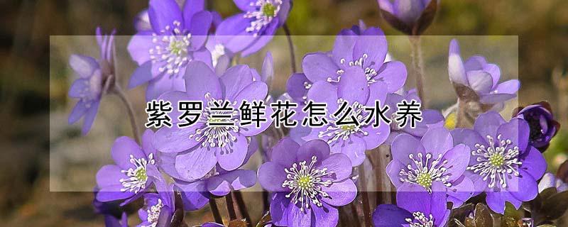 紫罗兰鲜花怎么水养（鲜花紫罗兰在水里怎么养）