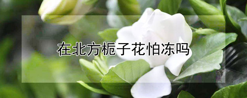 在北方栀子花怕冻吗 栀子花北方冬天会冻死吗