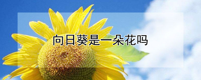 向日葵是一朵花吗（向日葵是一朵花吗?它的花在哪里?）