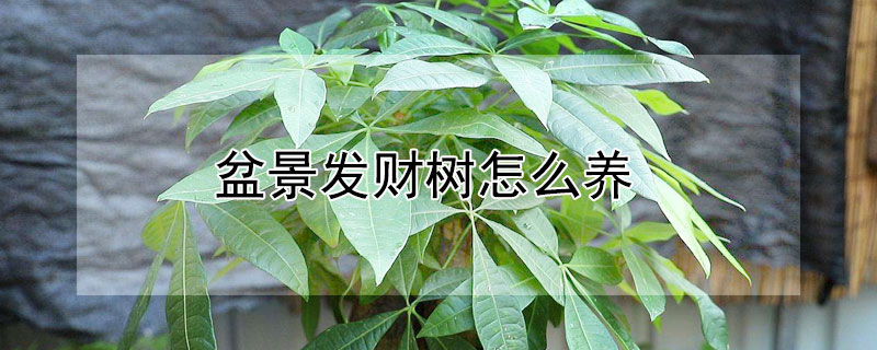 盆景发财树怎么养 盆景发财树怎么养才长得好