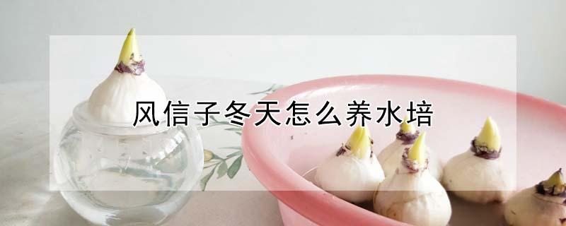 风信子冬天怎么养水培（水培风信子冬季怎么养）