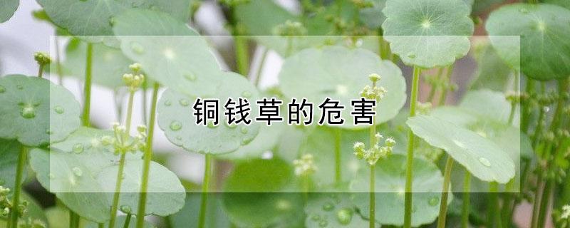 铜钱草的危害(铜钱草有什么危害)