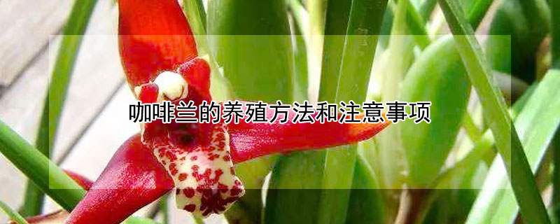 咖啡兰的养殖方法和注意事项 咖啡兰花怎么养护