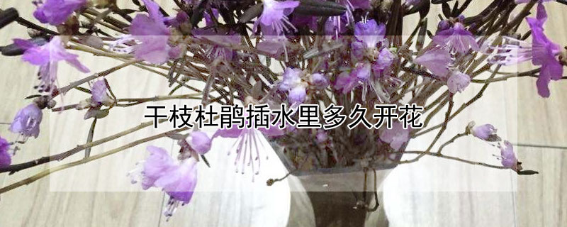 干枝杜鹃插水里多久开花 干枝杜鹃水养多久开花