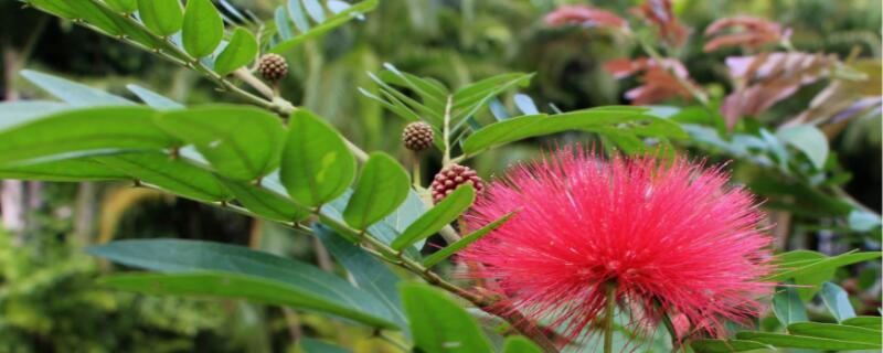 合欢花花语(甄嬛十七爷合欢花花语)