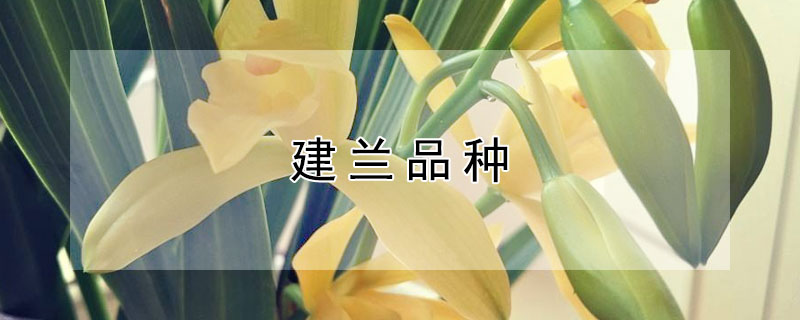建兰品种（建兰品种大全图解）