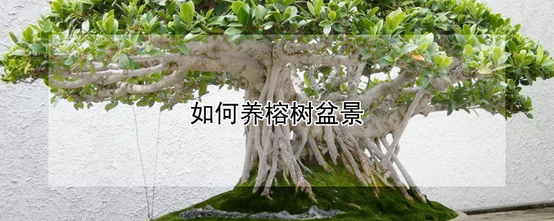 如何养榕树盆景 如何养好榕树盆景