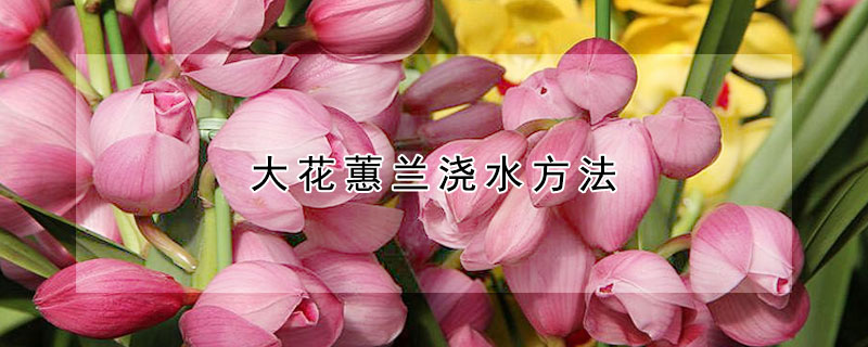 大花蕙兰浇水方法（大花蕙兰的浇水方法）
