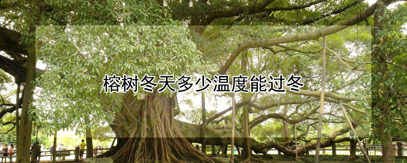 榕树冬天多少温度能过冬（榕树过冬的温度是多小度）