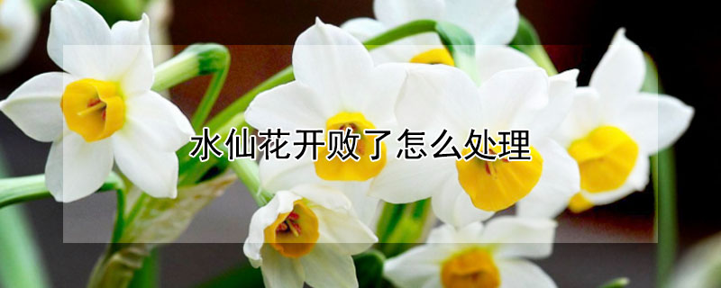水仙花开败了怎么处理（水仙花开过怎么处理）