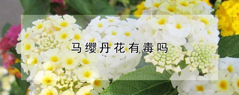 马缨丹花有毒吗 蔓马缨丹叶子有毒吗