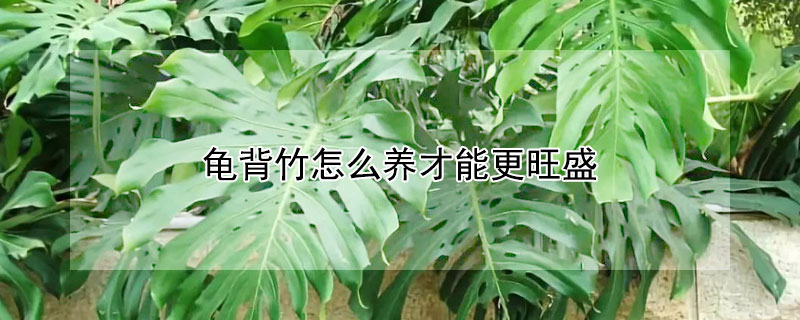 龟背竹怎么养才能更旺盛(龟背竹怎么水养才旺盛)