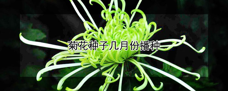 菊花种子几月份播种(菊花在什么时候播种子)