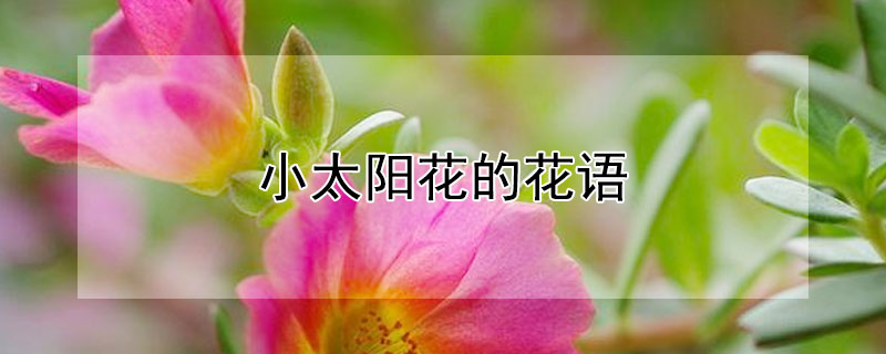 小太阳花的花语（小太阳花语是什么）