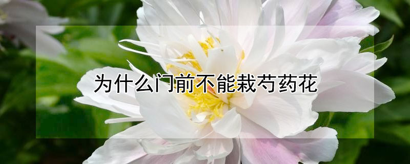 为什么门前不能栽芍药花（为什么门前不能栽芍药花芍药的讲究风水有什么忌讳）