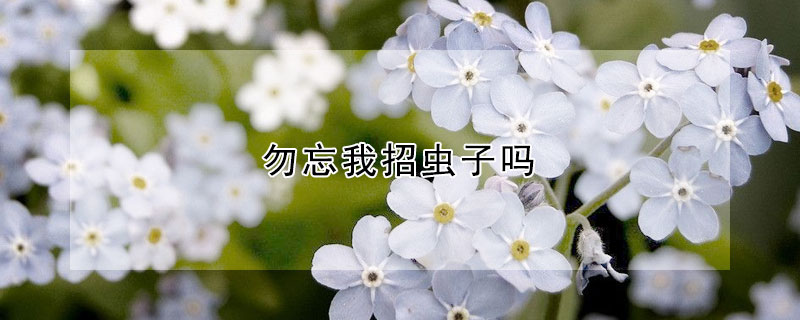 勿忘我招虫子吗（勿忘我引虫吗）