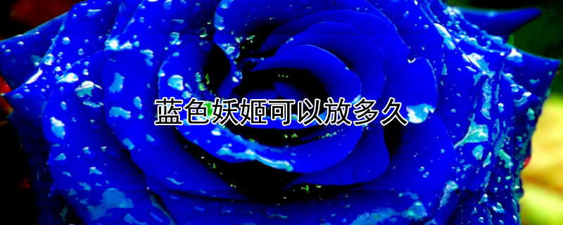 蓝色妖姬可以放多久 染色的蓝色妖姬能放多久