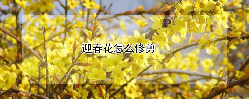 迎春花怎么修剪 迎春花怎么修剪图解