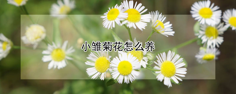 小雏菊花怎么养（小雏菊怎么养护）