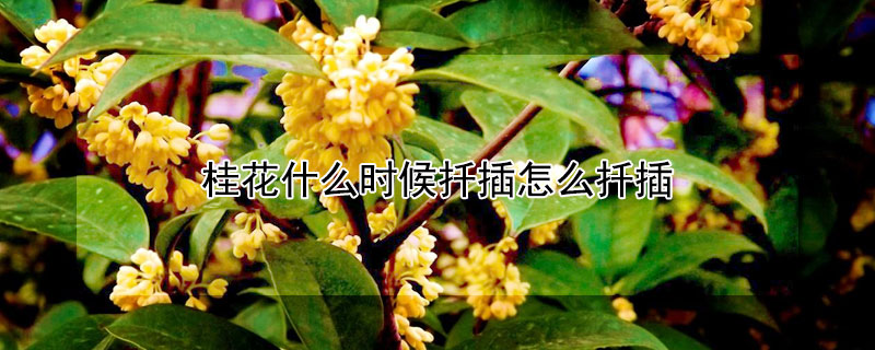 桂花什么时候扦插怎么扦插 桂花何时扦插和如何扦插