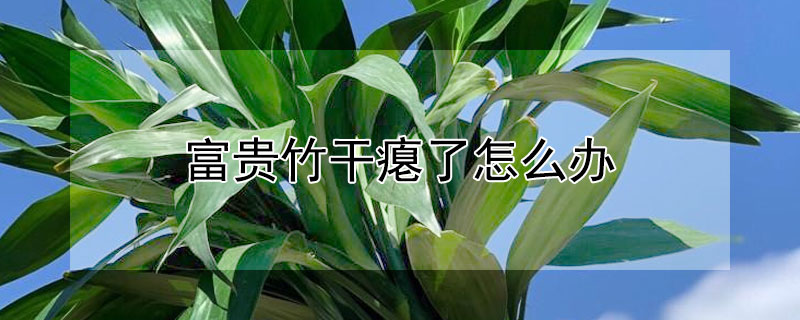 富贵竹干瘪了怎么办（富贵竹干瘪了怎么办水培）