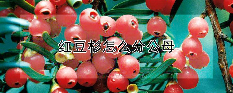 红豆杉怎么分公母（南方红豆杉怎么分公母）