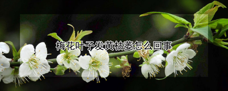 梅花叶子发黄枯萎怎么回事 梅花叶子黄了