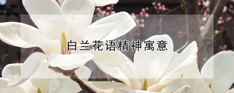 白兰花语精神寓意 白色洋兰花语寓意