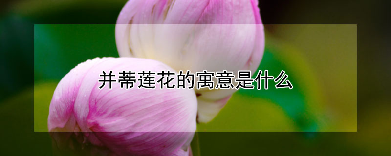 并蒂莲花的寓意是什么（莲开并蒂花的寓意）