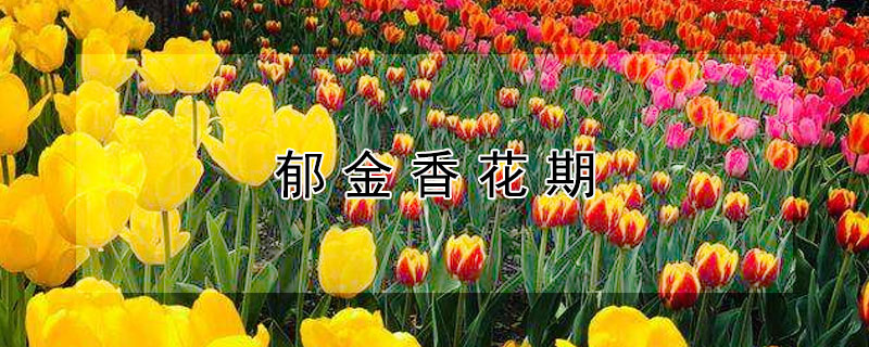 郁金香花期 郁金香花期多久