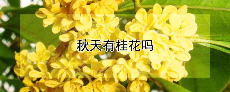 秋天有桂花吗（秋天的桂花是什么样）