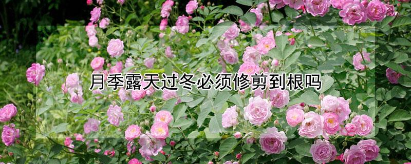 月季露天过冬必须修剪到根吗（露天月季冬天怎么修剪）